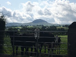 Cows looking through Gate in Braid Valley.
