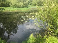 Pond on Millennium Riverside Walk, Cullybackey